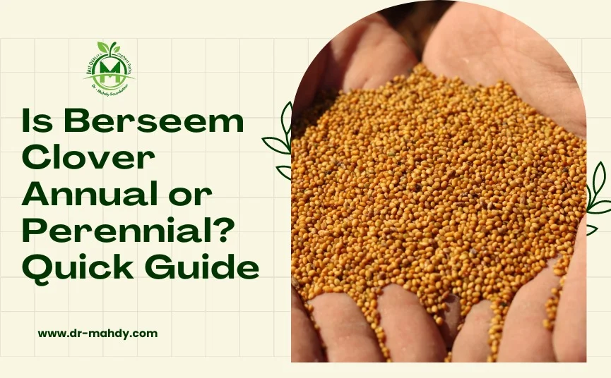 Unsure if Berseem clover is annual or perennial? Get the facts today. Click for detailed planting guides!